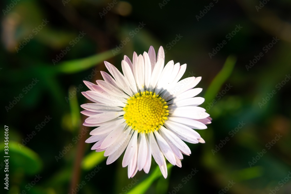 Camomile daisy flowers in the grass, white and yellow. Slovakia Camomile daisy flowers in the grass, white and yellow. Slovakia