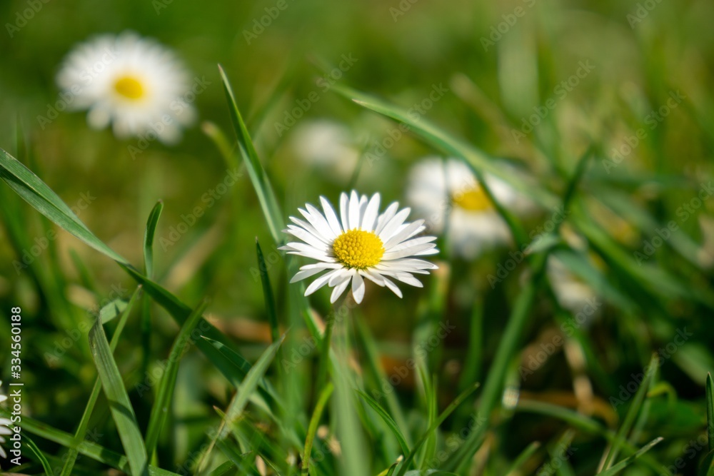 Camomile daisy flowers in the grass, white and yellow. Slovakia Camomile daisy flowers in the grass, white and yellow. Slovakia