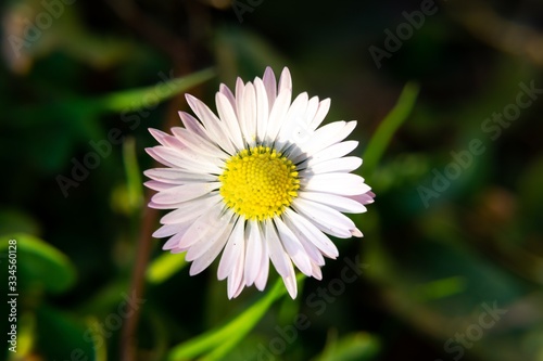 Camomile daisy flowers in the grass, white and yellow. Slovakia