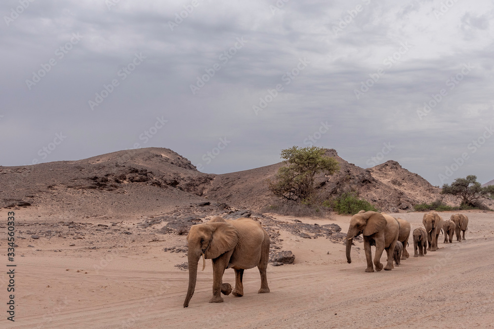 Desert-adapted Elefants Hoanib River Namibia Desert-adapted Elefants Hoanib River Namibia