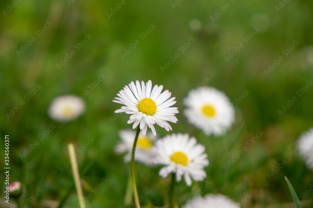 Camomile daisy flowers in the grass, white and yellow. Slovakia Camomile daisy flowers in the grass, white and yellow. Slovakia