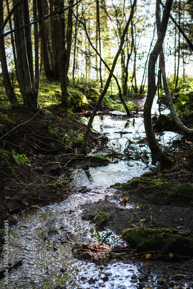 A forest stream near the lake A forest stream near the lake