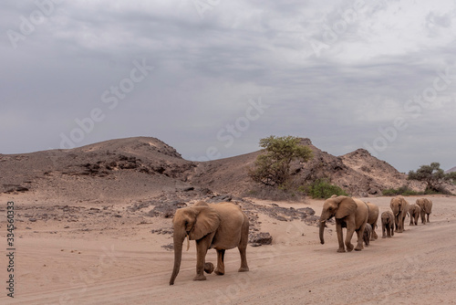 Desert-adapted Elefants Hoanib River Namibia