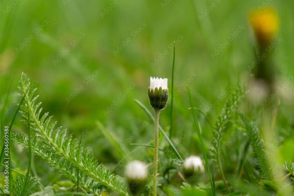 Camomile daisy flowers in the grass, white and yellow. Slovakia Camomile daisy flowers in the grass, white and yellow. Slovakia