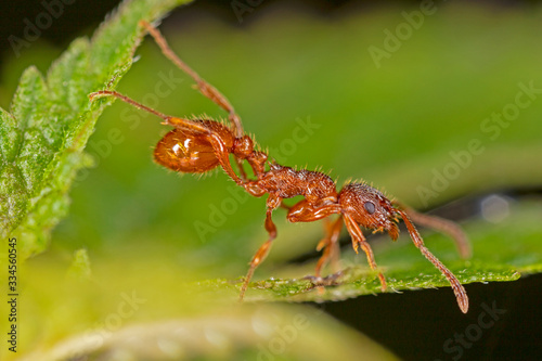 Myrmica rubra, also known as the European fire ant or common red ant, is a species of ant of the genus Myrmica.  European fire ant (Myrmica rubra) close up.  © ihorhvozdetskiy