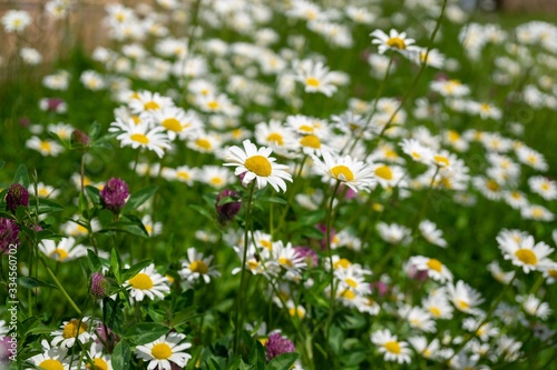 Camomile daisy flowers in the grass  white and yellow. Slovakia