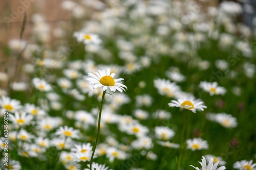 Camomile daisy flowers in the grass  white and yellow. Slovakia