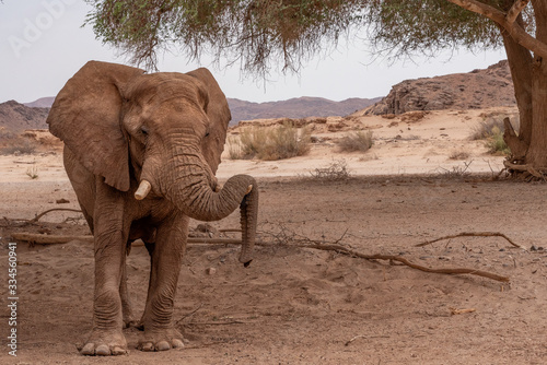 Desert-adapted Elefant Hoanib River Namibia