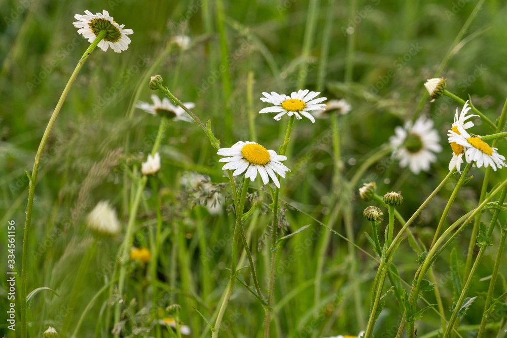 Camomile daisy flowers in the grass, white and yellow. Slovakia Camomile daisy flowers in the grass, white and yellow. Slovakia