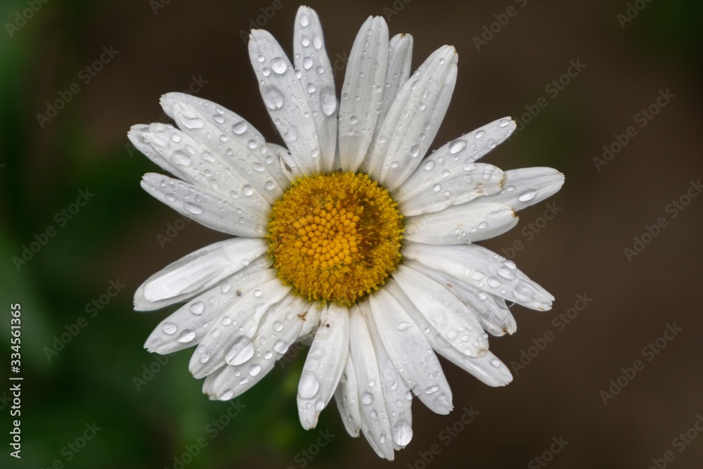 Fototapeta premium Camomile daisy flowers in the grass covered by rain or morning dew. Slovakia 