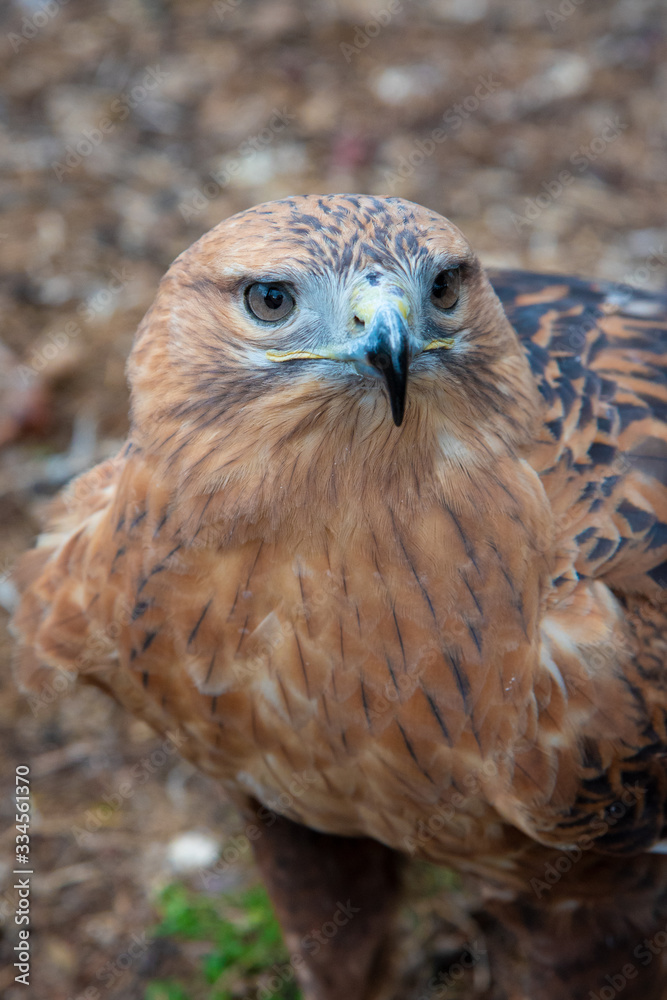 Naklejka premium Buzzard buteo close up portrait raptor bird