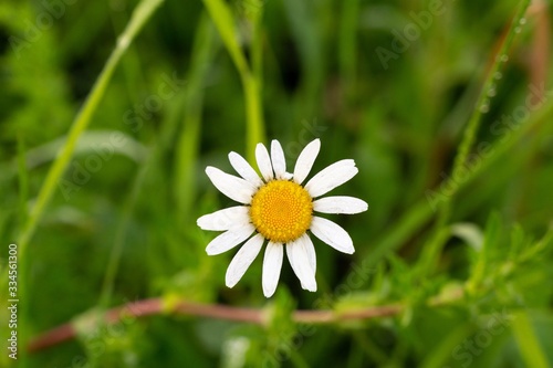 Camomile daisy flowers in the grass  white and yellow. Slovakia