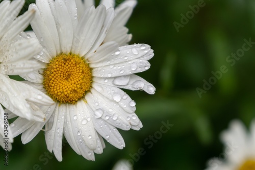 Camomile daisy flowers in the grass covered by rain or morning dew. Slovakia 