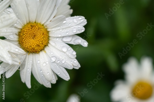 Tableau sur toile Camomile daisy flowers in the grass covered by rain or morning dew
