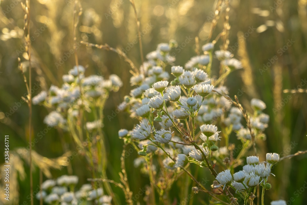 Camomile daisy flowers in the grass, white and yellow. Slovakia Camomile daisy flowers in the grass, white and yellow. Slovakia