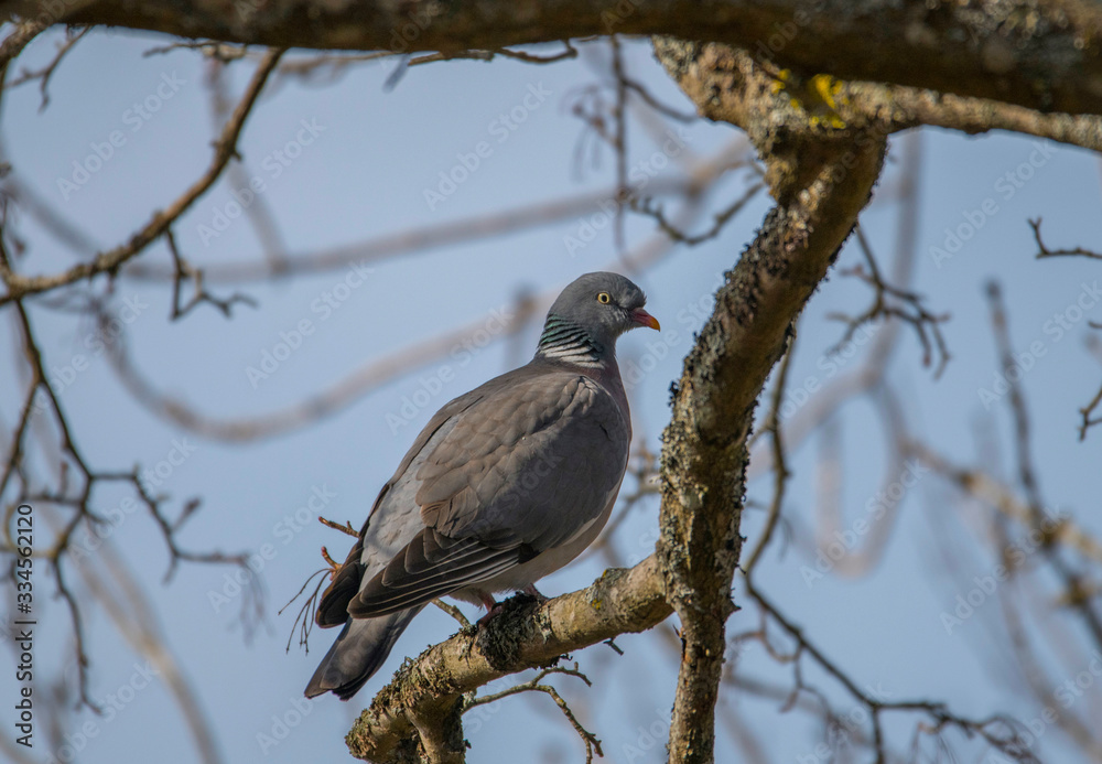 Common wood pigeon in a tree in the district of Djurgården in Stockholm a sunny spring day.