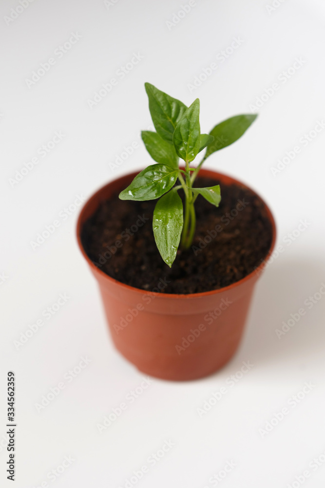 Sprouts of pepper in a pot. Close-up. Sprouts of pepper in a pot. Close-up.