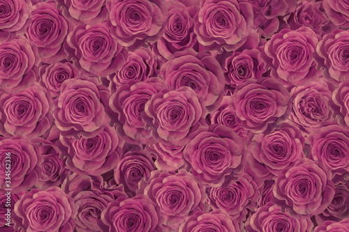 purple  pink roses