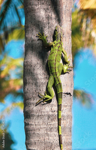 lizard on tree