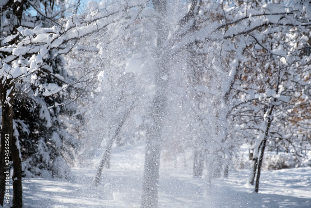 Beautiful winter park with trees covered with snow after snowfall in sunny day. Winter landscape. Beautiful winter park with trees covered with snow after snowfall in sunny day. Winter landscape.