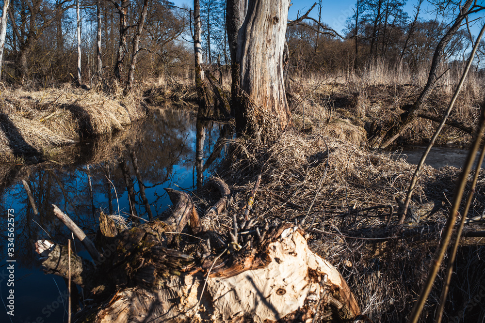 nature of Belarus in the floodplain of the river nature of Belarus in the floodplain of the river