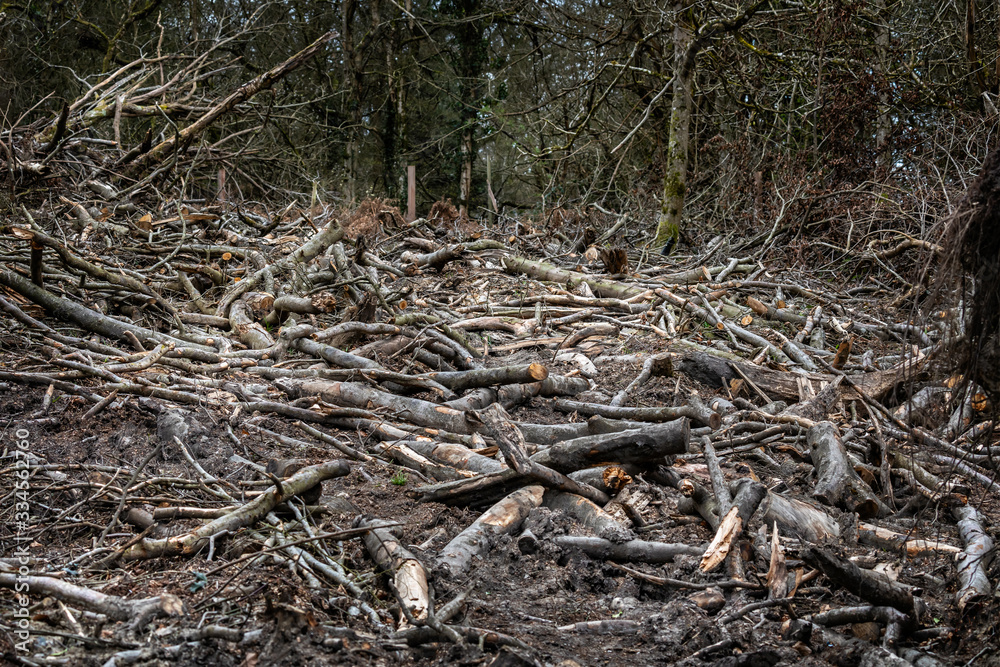Mass of tree trunks and branches in clearing from tree blown down in high winds Mass of tree trunks and branches in clearing from tree blown down in high winds