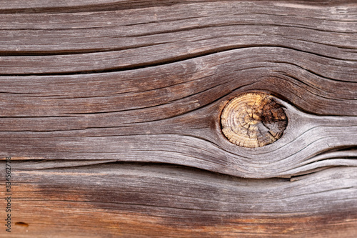 The texture of a tree log. Close-up