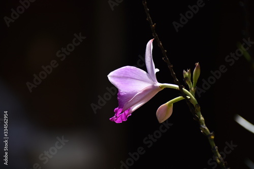 Flor Deslumbrante 