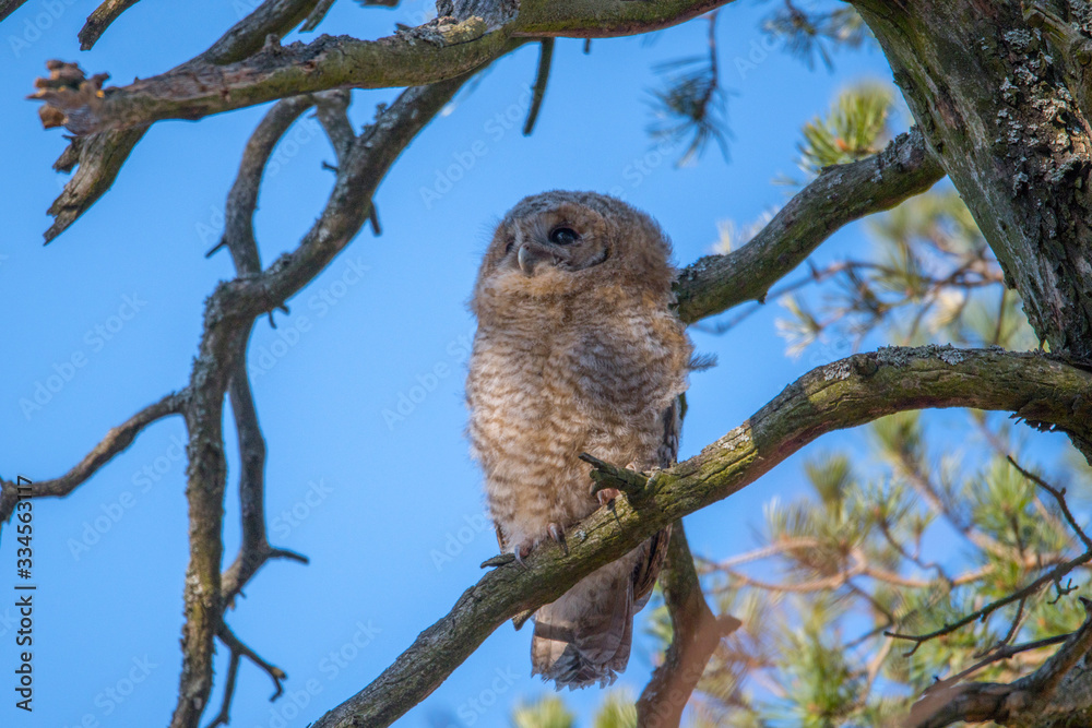 Wild Tawny owls in a pine tree in the district of Kungsholmen in Stockholm a sunny spring day. Wild Tawny owls in a pine tree in the district of Kungsholmen in Stockholm a sunny spring day.