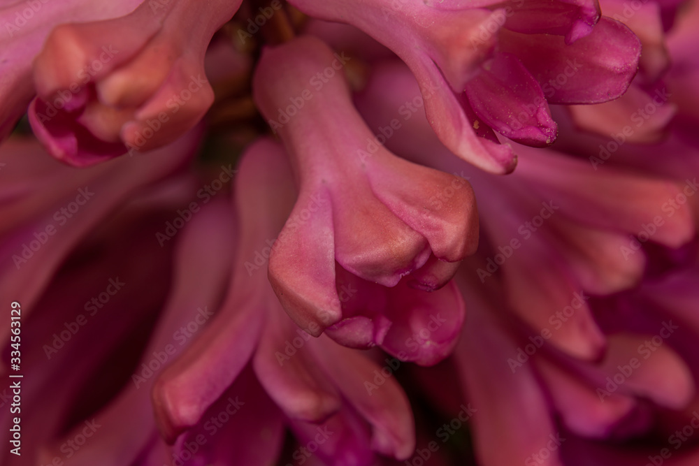 Macro pink color blossom of hyacinth flower in color fresh day