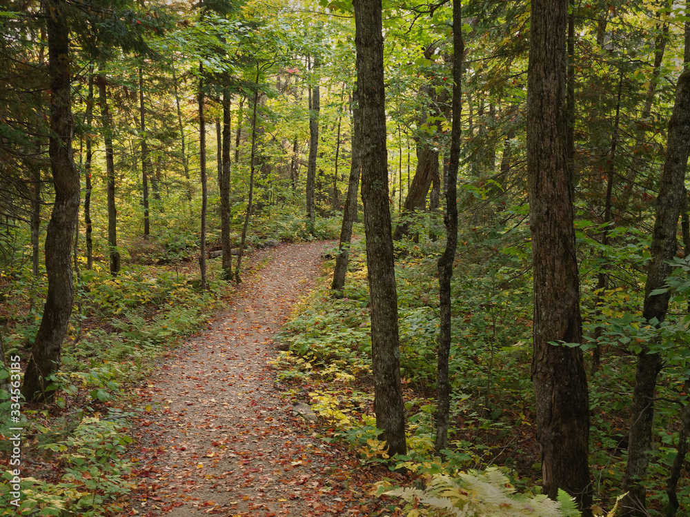 Fototapeta premium Leśny szlak w Mont Tremblant, Quebec wczesną jesienią