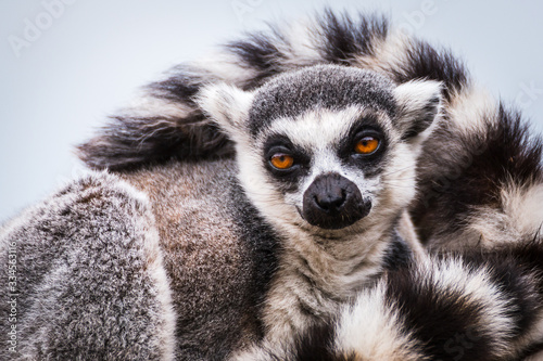 Ring tailed lemur portrait
