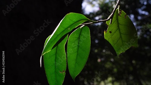 nature