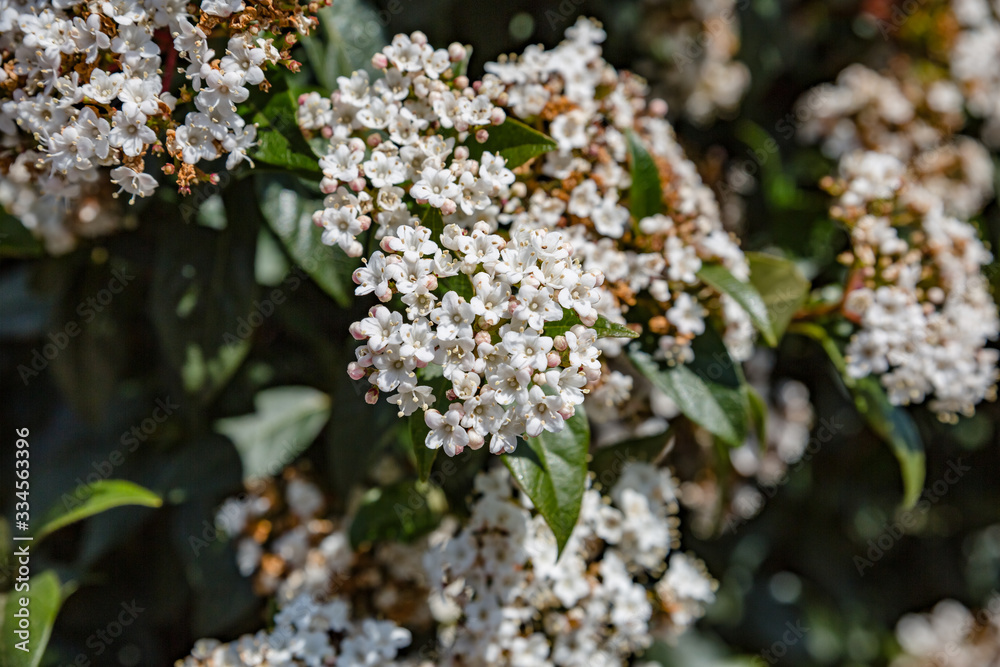 Beautiful branch of blooming small white flowers on the bush. Spring concept.