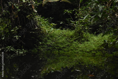 Reflejo Natural