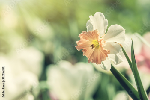 Closeup of a daffodil flower blooming in the spring flowerbed 