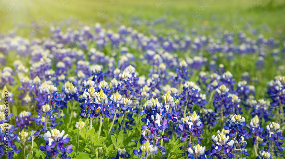 Texas bluebonnets (Lupinus texensis) field blooming in the spring