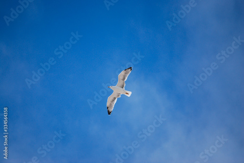 lonely seagull flying in the blue sky
