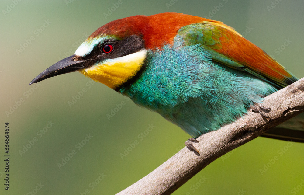 Obraz premium European bee eater, Merops apiaster. Common bee-eater. Close-up