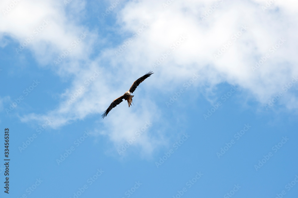 the black kite is flying amongst the clouds the black kite is flying amongst the clouds