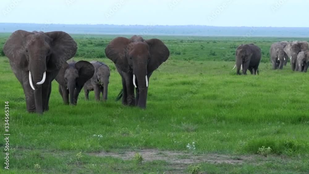 Elephant herd grazing in Amboseli National Park Elephant herd grazing in Amboseli National Park