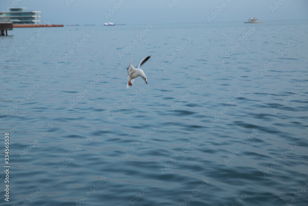 Single seagull flying with with sea as a background . Seagulls are flying above the sea, the sky is blue and cloudless . Single seagull flying with with sea as a background . Seagulls are flying above the sea, the sky is blue and cloudless .