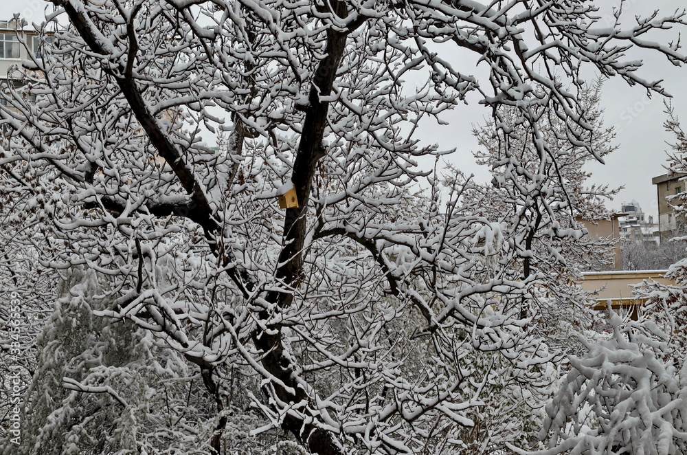 The COVID-19 corona virus pandemic, the state of emergency and the delayed, heavy snowfall on tree branches, Sofia, Bulgaria  
