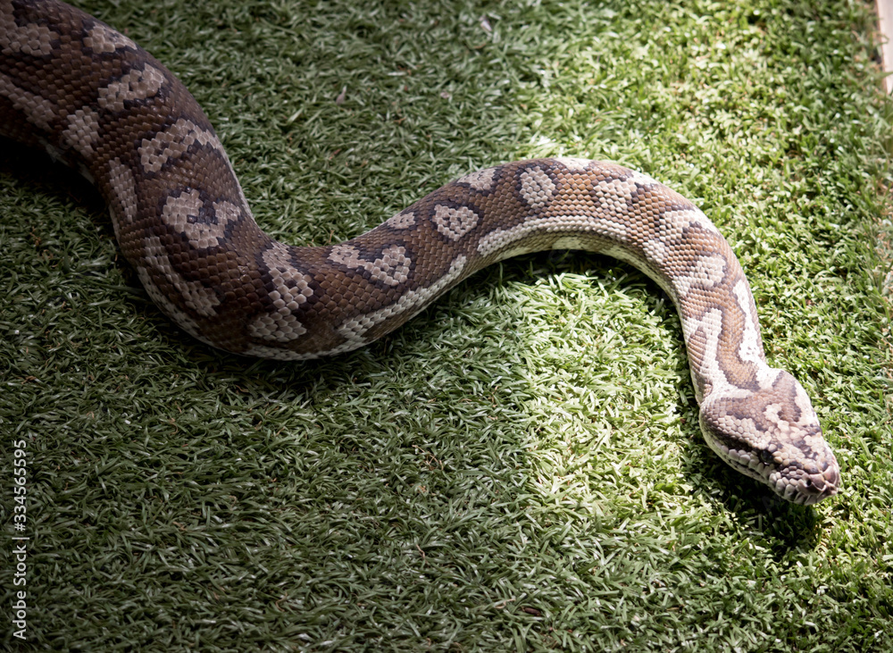 Fototapeta premium this is a close up of a carpet python