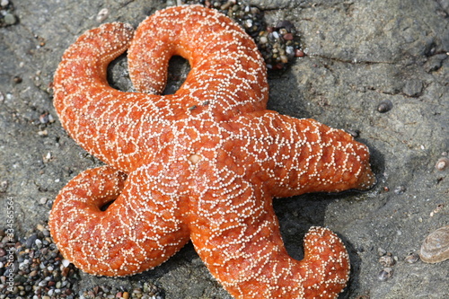 Close up of orange and white sea star from the Pacific northwest. 