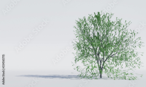 isolated deciduous tree on ...