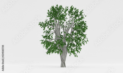 isolated deciduous tree on ...