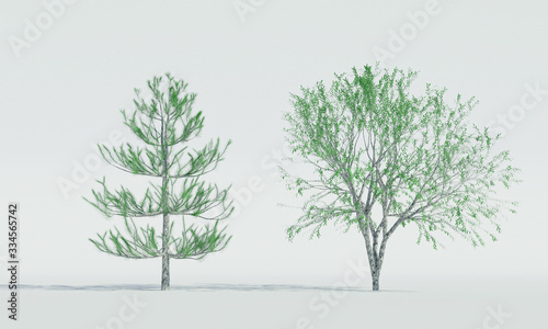 isolated deciduous tree on ...