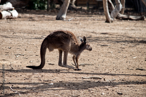 western grey kangaroo is  bounding along
