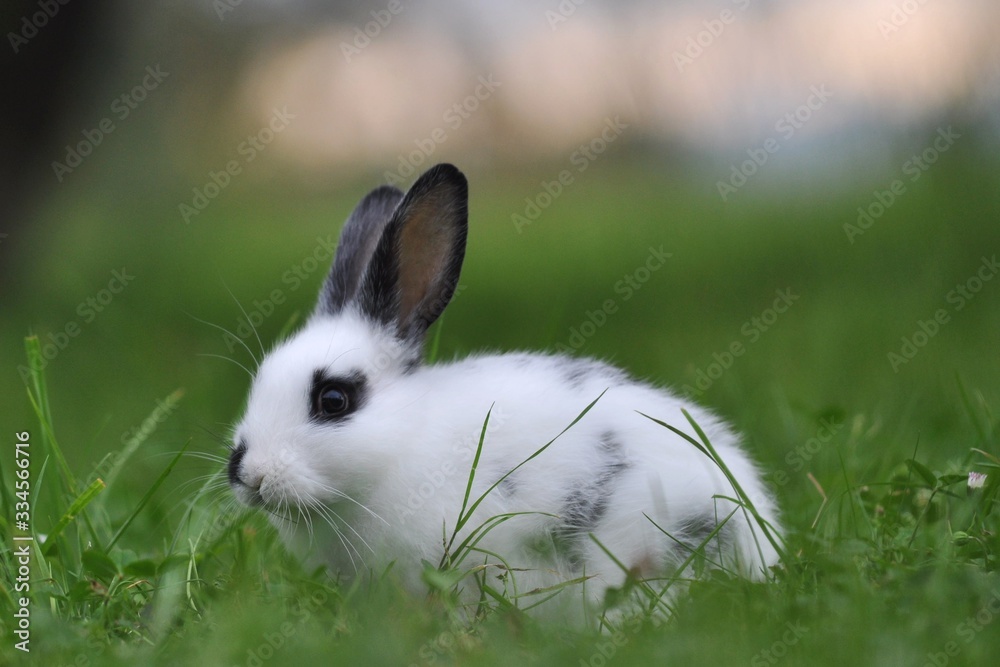 domestic rabbit